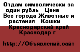 Отдам символически за один рубль › Цена ­ 1 - Все города Животные и растения » Кошки   . Краснодарский край,Краснодар г.